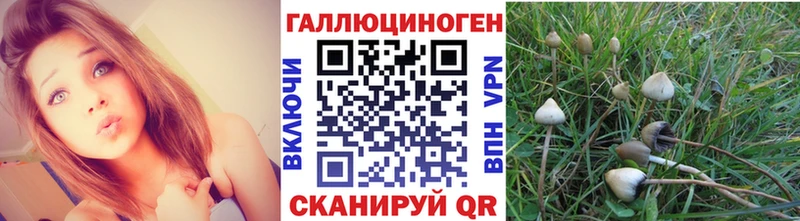 Псилоцибиновые грибы Psilocybe  закладка  Томилино 